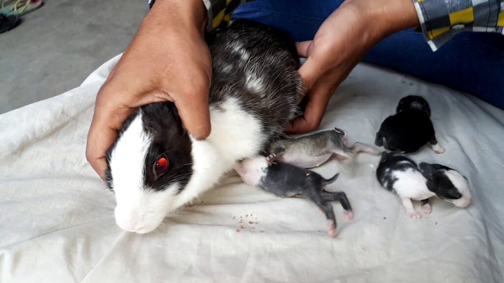 Mother Rabbit Feeding his Babies Rabbit Videos