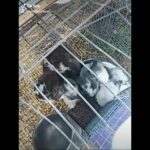 Cute baby bunnies eating~TikTok