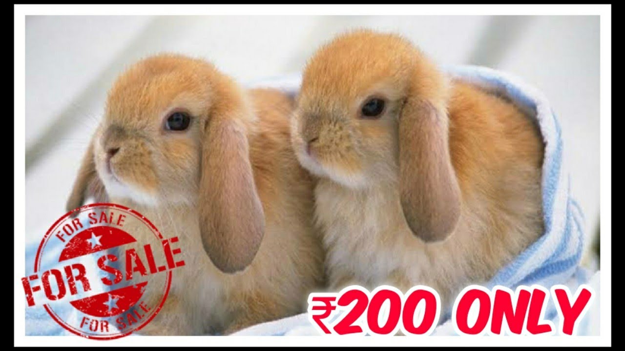 rabbit sale price