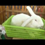 White rabbits and Gray rabbits so cute and lovely - Natural Animals