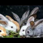 rabbit dikhao, rabbit video dikhao,  Cute Animal Rabbits as Pets Video | Rabbit Farming in India