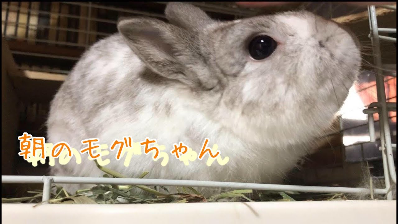 朝のモグちゃん ネザーランドドワーフ 42 Rabbit Bunny Cute Kitten Funny Rabbit Videos