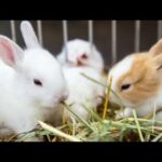 Rabbit children's cute children's of rabbits