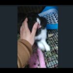 Cute Bunny Loves Face/Cheek Rubs