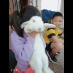 Em Sóc chơi với thỏ ngọc     #cute #rabbit