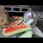 Rabbits cute eat watermelon | ASMR bunny care