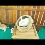 Rabbit Destroys Lettuce Leaf Bigger Than He Is Rabbit Eating ASMR *  ウサギ好きなサラリーマンの休日