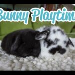 Baby Bunny Playtime