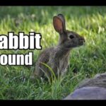 10 Minutes - Rabbit Sound Effect  - different Rabbit sounds * HIGH QUALITY *