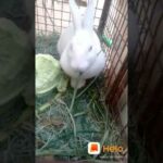 Cute rabbit WhatsApp status