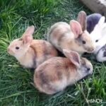 Cute bunnies grazing ASMR!