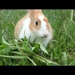 The cutest rabbit  in the nice garden - Cute rabbit compilation 2019