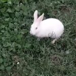 Cute rabbit video