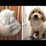 Cutest Baby Dog and Cat - Cute and Funny Dog Videos Compilation #15