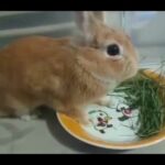 Little Cute Bunny Rabbit Eating The Leaves & Sleeping Spa | Amazing Pets |