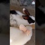 Cute baby Rabbit eating in Hindi Sanju Baba