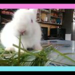 Cute Baby Bunny Eating grass