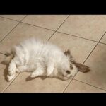 Cute fluffy rabbit