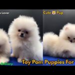 Superb Quality Toy Pom Puppies Available For Sale 🐶 || Cute Small Size Pup For Sale 🐶