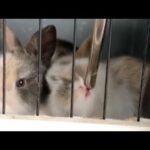 Cute Baby Rabbit Drinks Water From Water Bottle