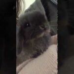 Baby bunny washes her face and ear in her owner's lap