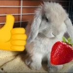 Cute bunny eating a strawberry | Roni The Rabbit |