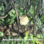 Cute Wild baby Rabbit in the New Forest