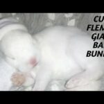 CUTE FLEMISH GIANT BABY BUNNIES