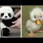 Cute baby animals Videos Compilation cutest moment of the animals - Soo Cute! #13 | New