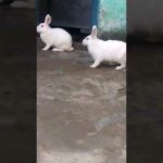 Cute rabbit playing at home. खरगोश घर के अंदर खेलते हुए।प्यारे मासूम जानवर घर के अंदर मस्ती करते हुए