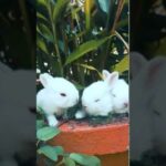 Cute Baby Bunnies