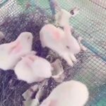 Baby Rabbit funny video