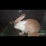 baby rabbit 0-30days #rabbit #bunnies