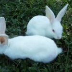 Cute rabbit _ eating grass
