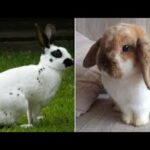 CUTENESS  IS NOT ENOUGH | CUTE RABBIT VIDEO COMPILATION