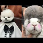 Dog Grooming Cat Grooming Rabbit Grooming- Funny Cute Dog #5