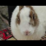 Cute rabbit amazing video