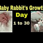 The cutest baby bunnie's -Newborn to 30 days