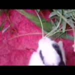 A cute bunny  video