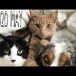 Cute Dogs and pets Having fun Compilation with owner and babies, OUT OF THIS WORLD LATEST MAY 2020