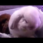 Baby Bunny Rabbits Binky -  (360P).mp4 ( cartoon wbs)