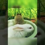 Cute and funny baby bunnies in a basket!