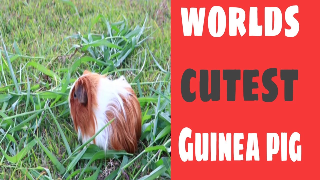 cutest guinea pig in the world