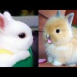 😍CUTE RABBIT 🐇 VIDEO COMPILATION | #3