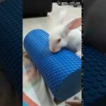 CUTE RABBIT ENJOYING ITS NEW TOY !