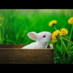 Bunny baby rabbits SOO Cute! Cute baby animals Videos 2020