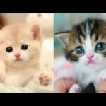 Baby Cats - Cute and Funny Baby Cat Videos Compilation