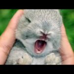 CUTE BUNNY PICS!