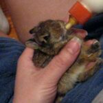 Baby Bunny "E"  Bottle-feeding