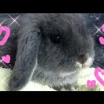 My Baby Blue Grey Rabbit Miniature lop, oscar